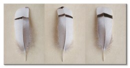 Egyptian Goose Feather Triptych - obraz na płótnie