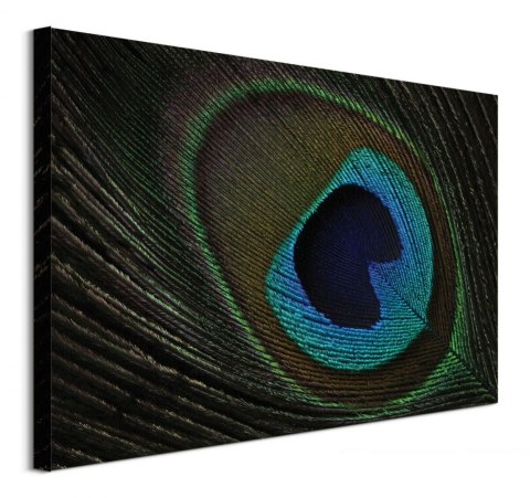 Peacock Feather Eye - obraz na płótnie