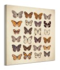 Butterfly Collection - Obraz na płótnie